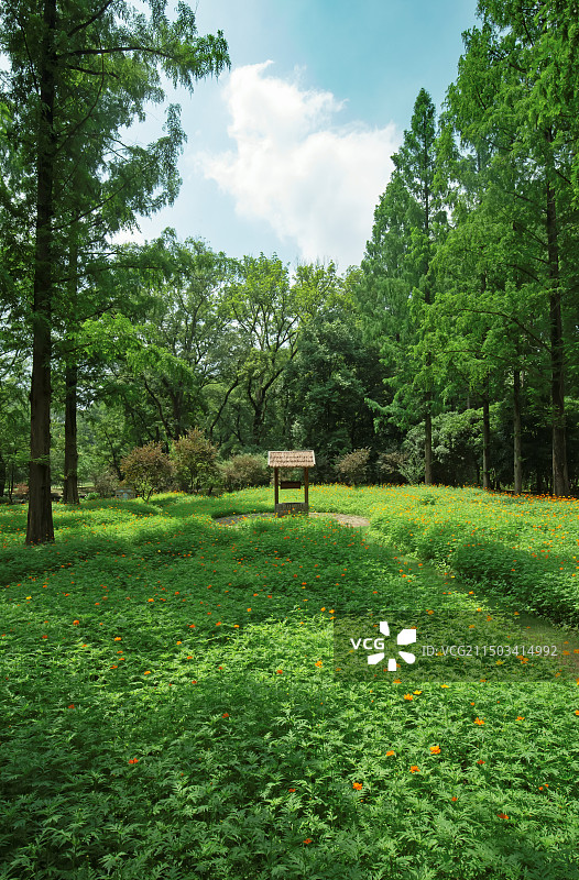南京中山植物园绿色风景图片素材