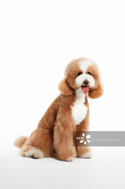 Giant Poodle 贵宾犬图片素材