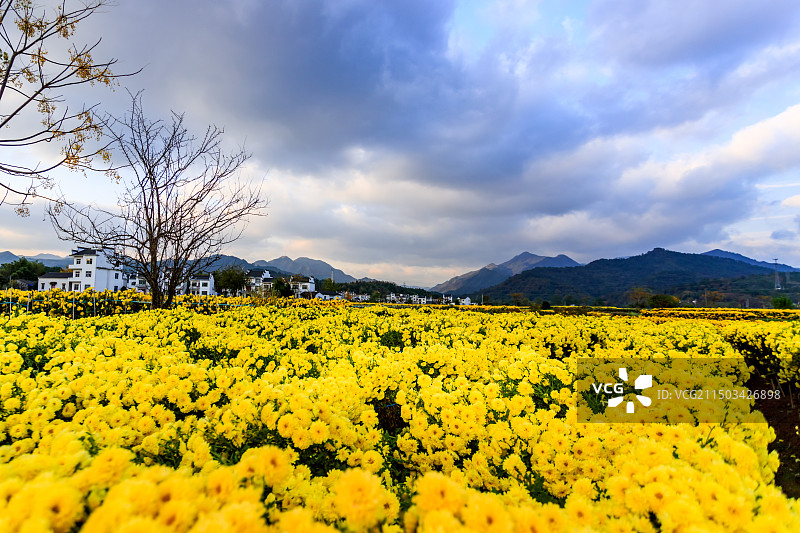 金丝皇菊喜丰收，拍摄于安徽省休宁县盐铺存图片素材