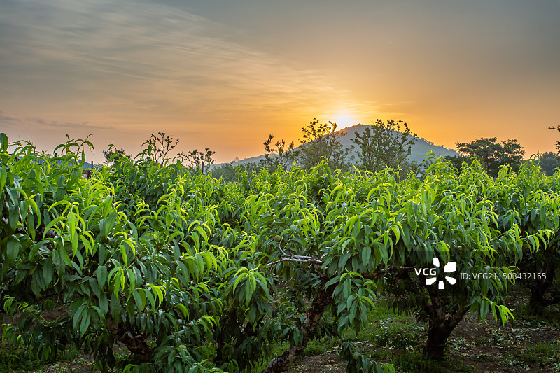 无锡阳山桃花源风景区安阳山下的桃园图片素材