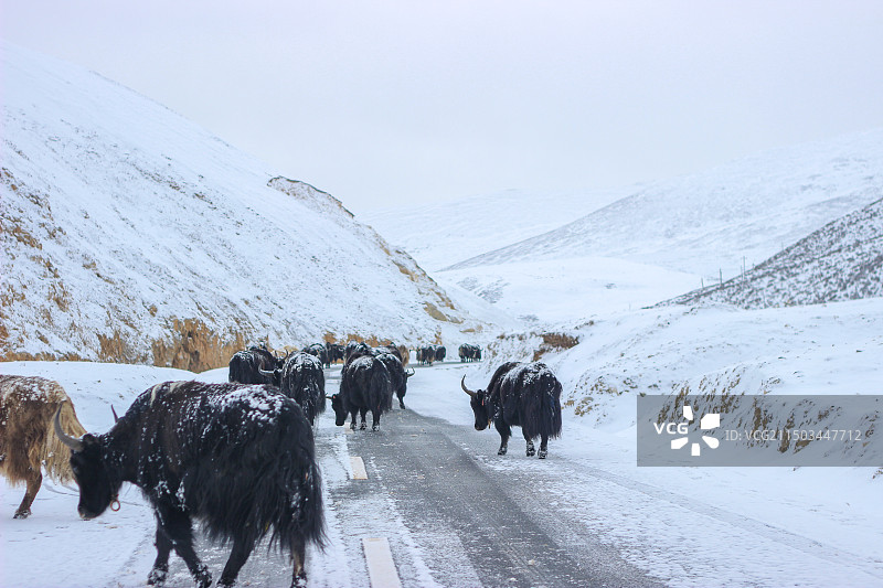 川藏线上冰天雪地中的牦牛图片素材