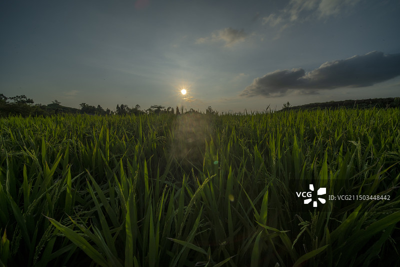 隆昌市川东竹海风光图片素材