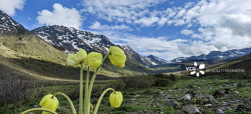绿绒蒿阿坝红原达格则图片素材
