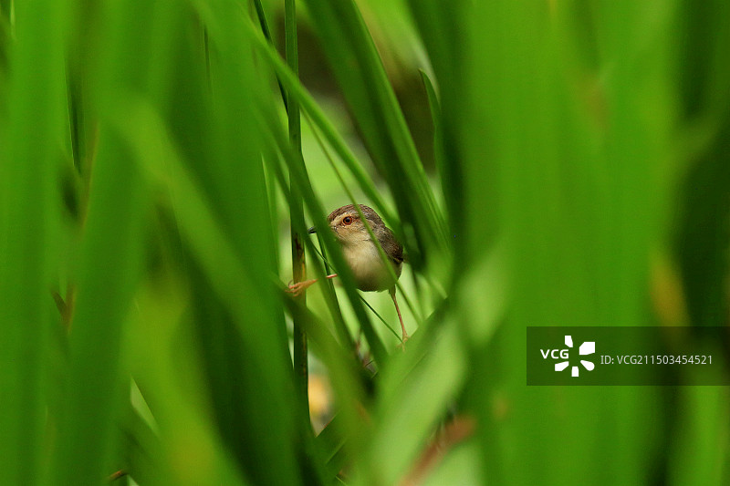 衔草织窝的纯色山鹪莺图片素材