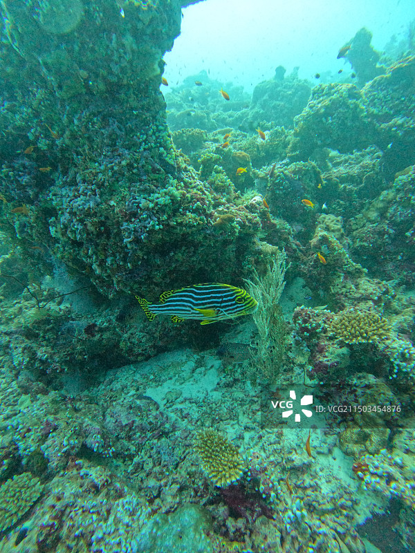 迷人的水下世界图片素材