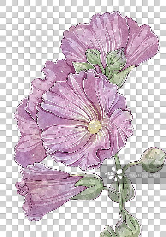 水彩风格手绘花卉免扣素材——蜀葵图片素材