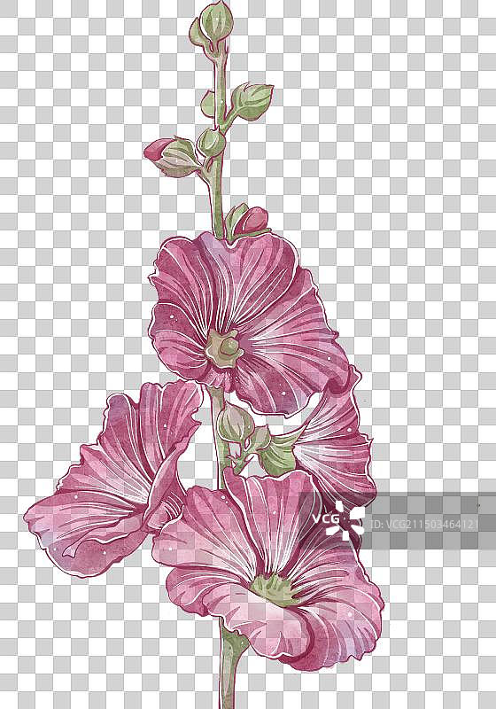 水彩风格手绘花卉免扣素材——蜀葵图片素材