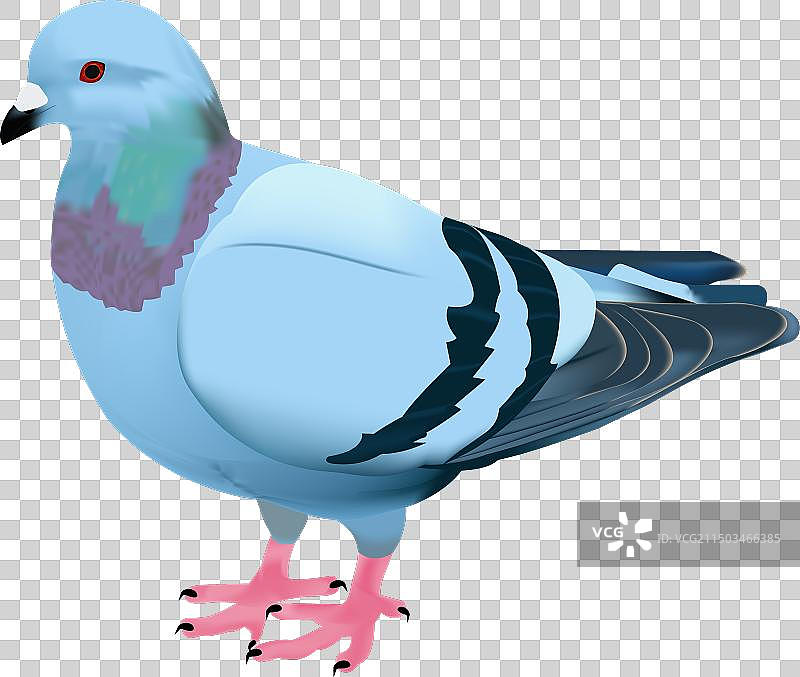 鸽子颜色扁平风格图片素材