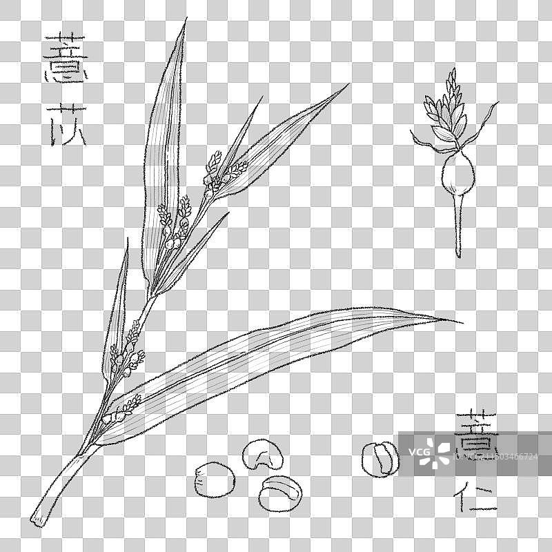 薏苡薏仁中医养生免抠元素PNG图片素材