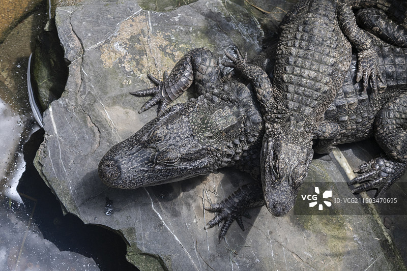 扬子鳄母子图片素材