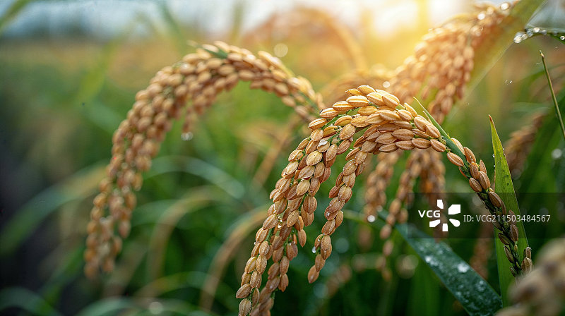 带着露水的马上要成熟的水稻图片素材