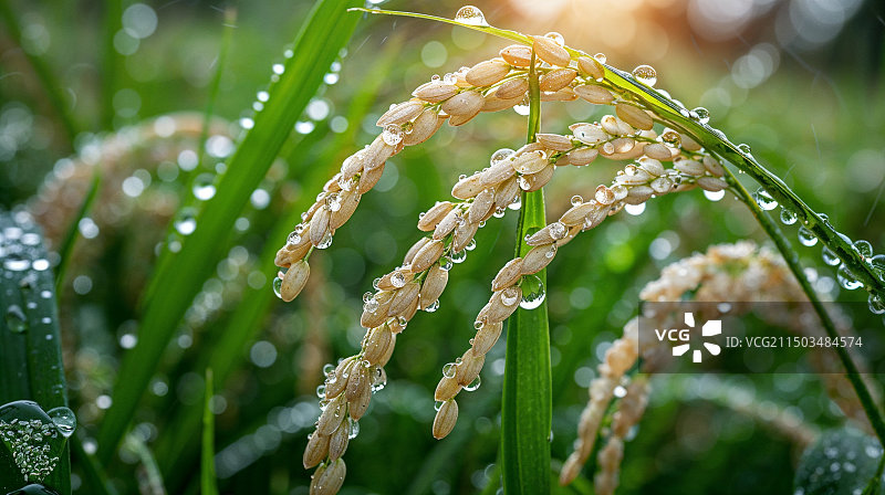 带着露水的马上要成熟的水稻图片素材