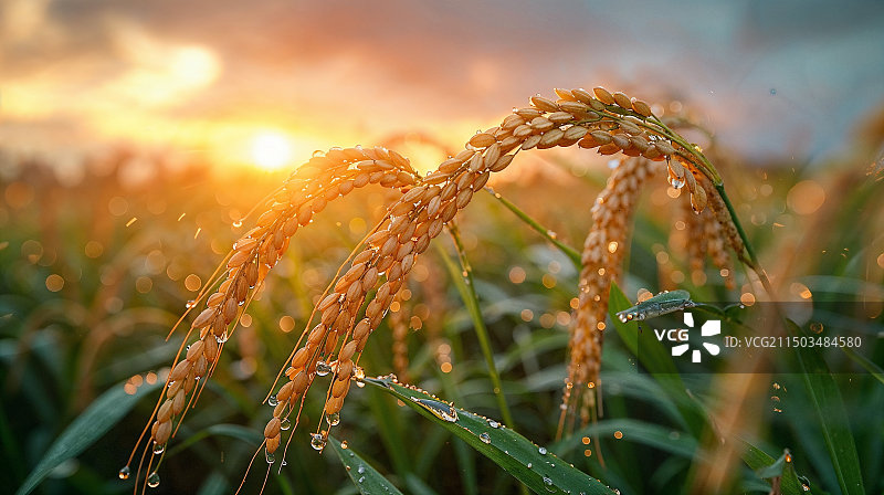 带着露水的马上要成熟的水稻图片素材