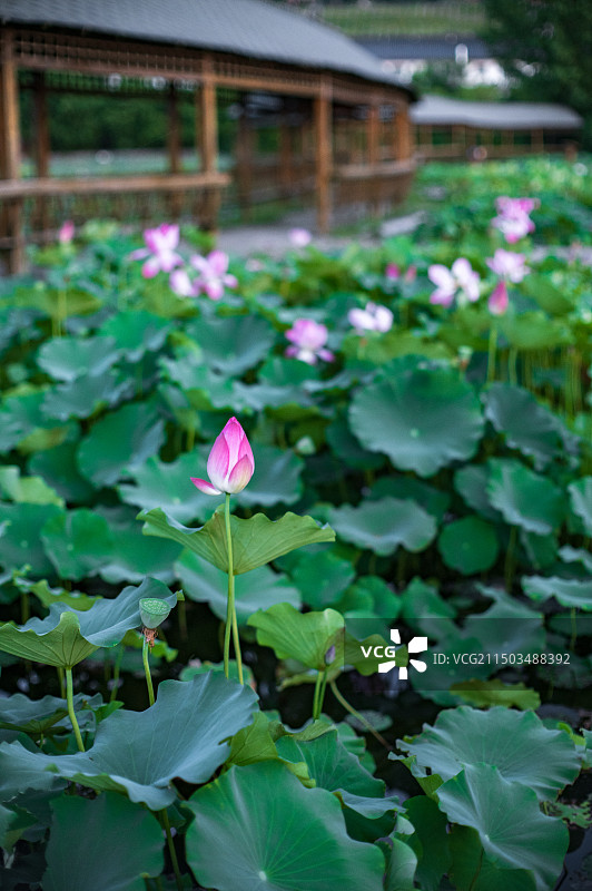 宜阳县莲花公园图片素材