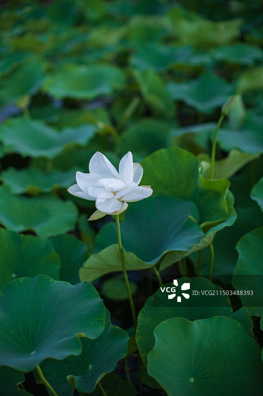 宜阳县莲花公园图片素材