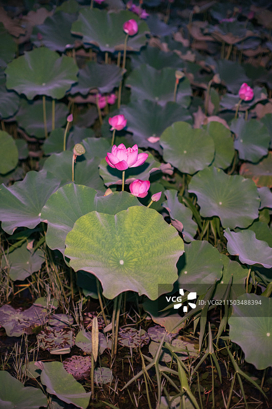 宜阳县莲花公园图片素材