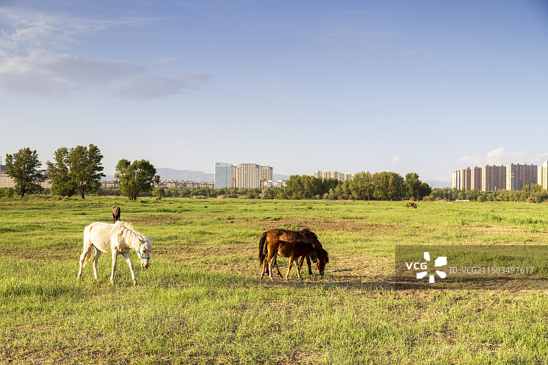 赛汗塔拉城中草原图片素材