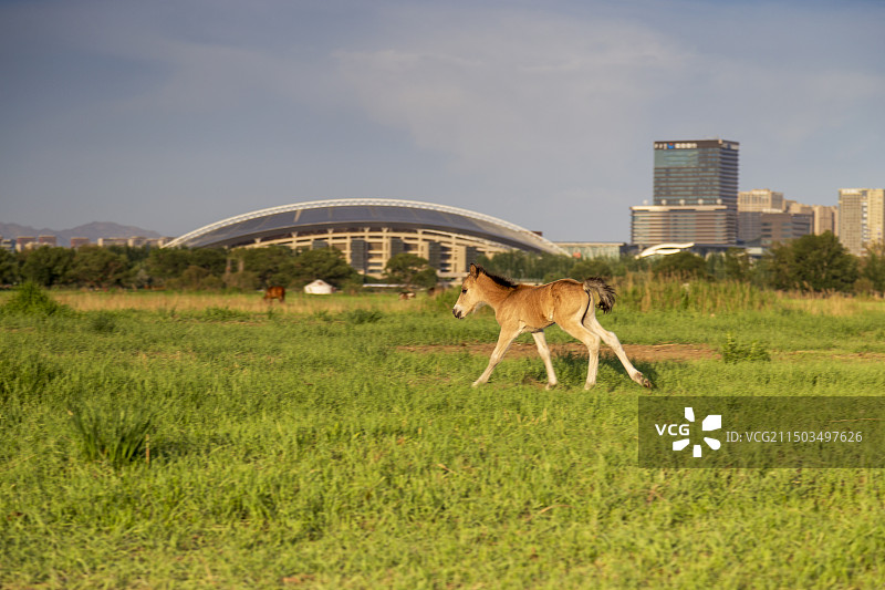 赛汗塔拉城中草原图片素材