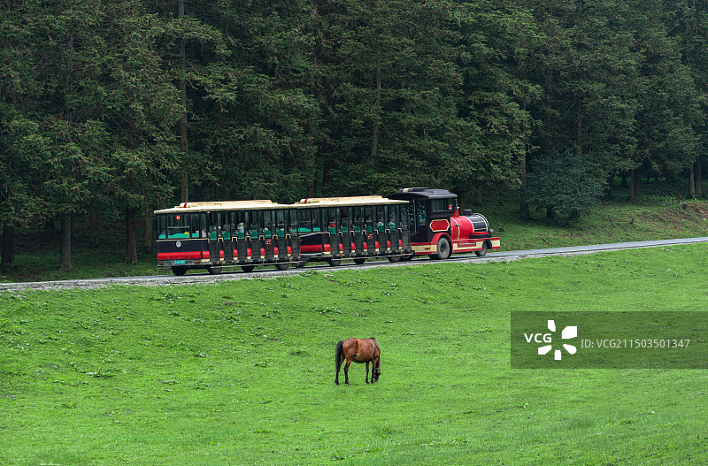 重庆武隆仙女山国家森林公园草原上正在吃草的牛和正好路过的观光车同框图片素材