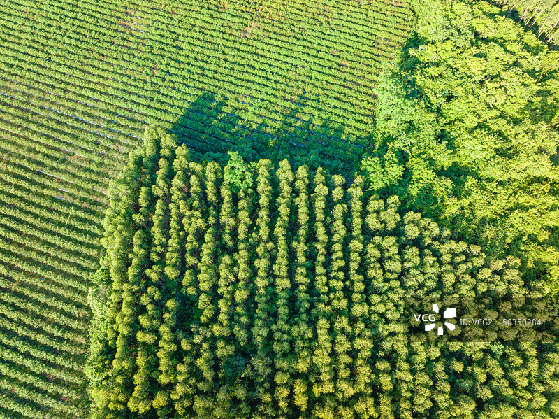 枝繁叶茂的桉树林鸟瞰航拍图片素材