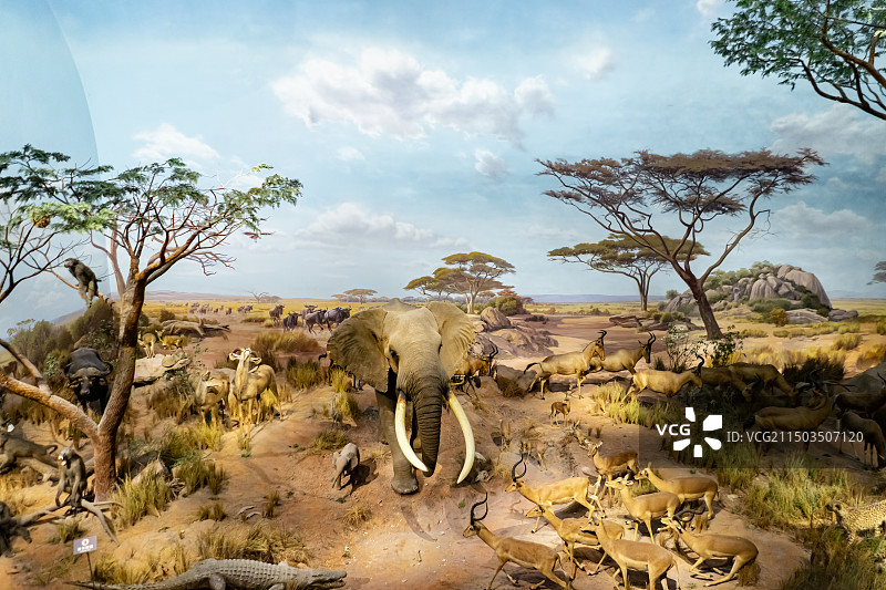 中国野生动物模型拍摄主题，山东济南市博物馆，非洲草原上的大象野猪羚羊等野外动物，室内无人图像摄影图片素材