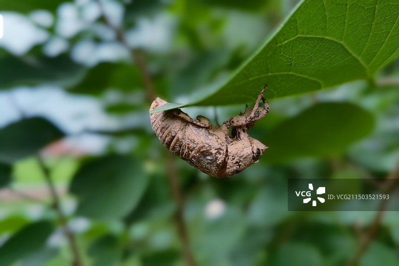 湖南长沙，蝉蜕挂在紫荆叶子背面图片素材