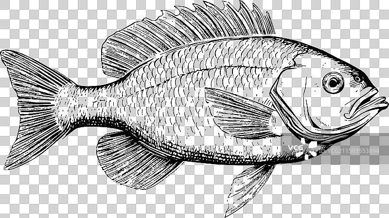 白色背景上手绘雕刻的鲈鱼图片素材