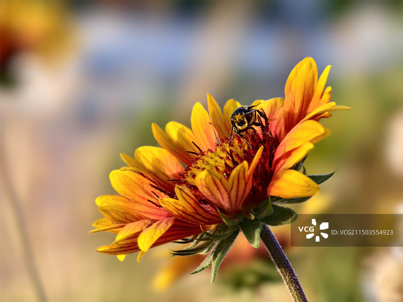 夕阳中的天人菊图片素材