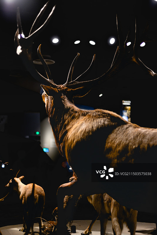 上海自然博物馆图片素材