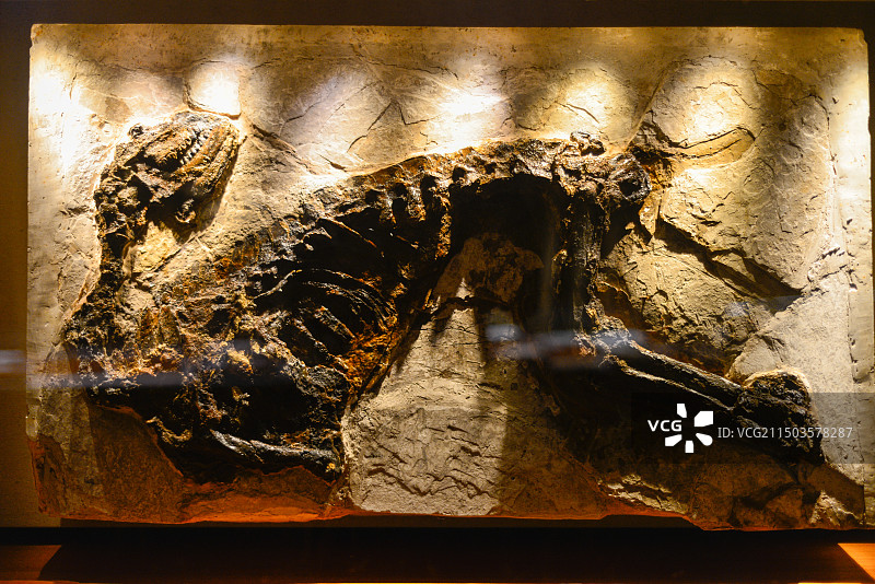 上海自然博物馆图片素材