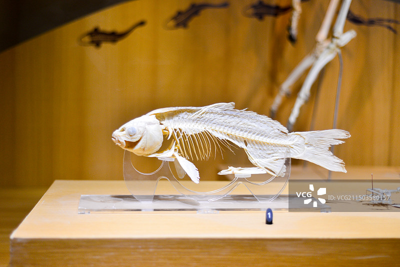 上海自然博物馆图片素材