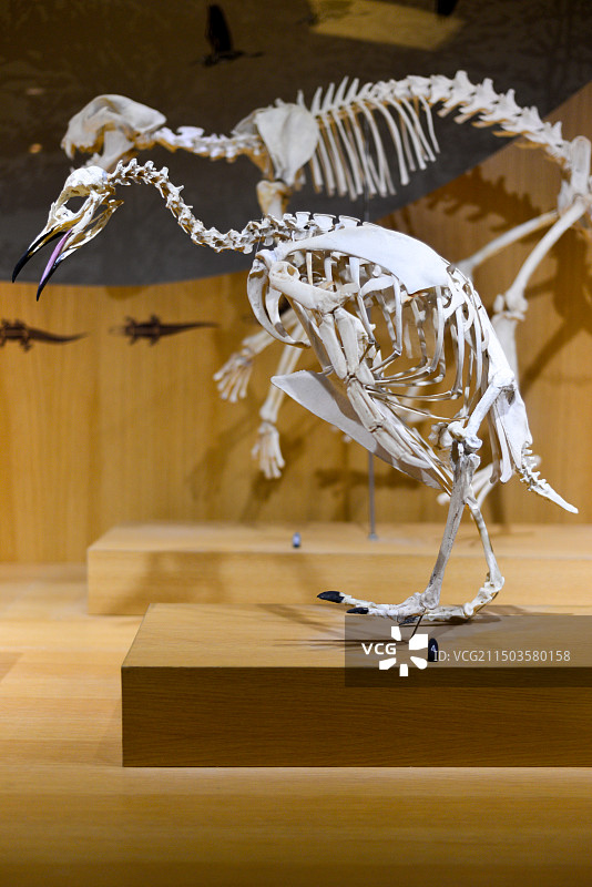 上海自然博物馆图片素材