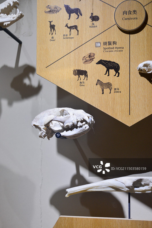 上海自然博物馆图片素材