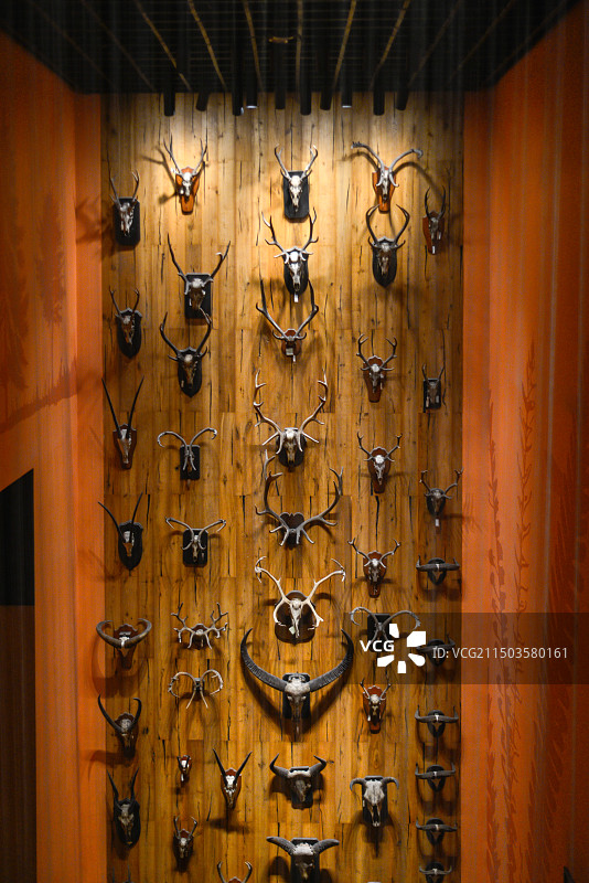 上海自然博物馆图片素材