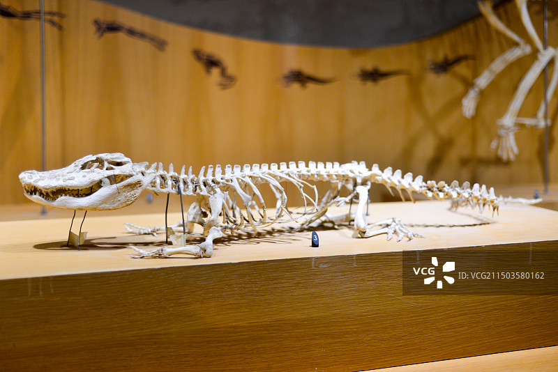 上海自然博物馆图片素材