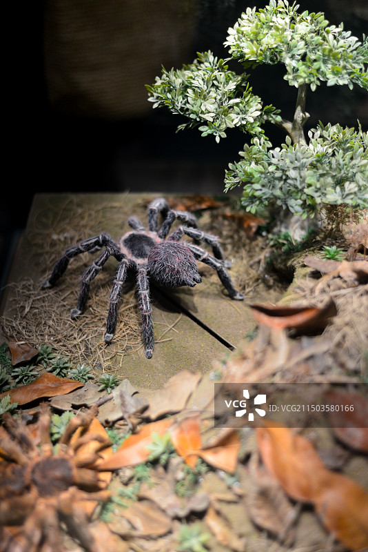 上海自然博物馆图片素材