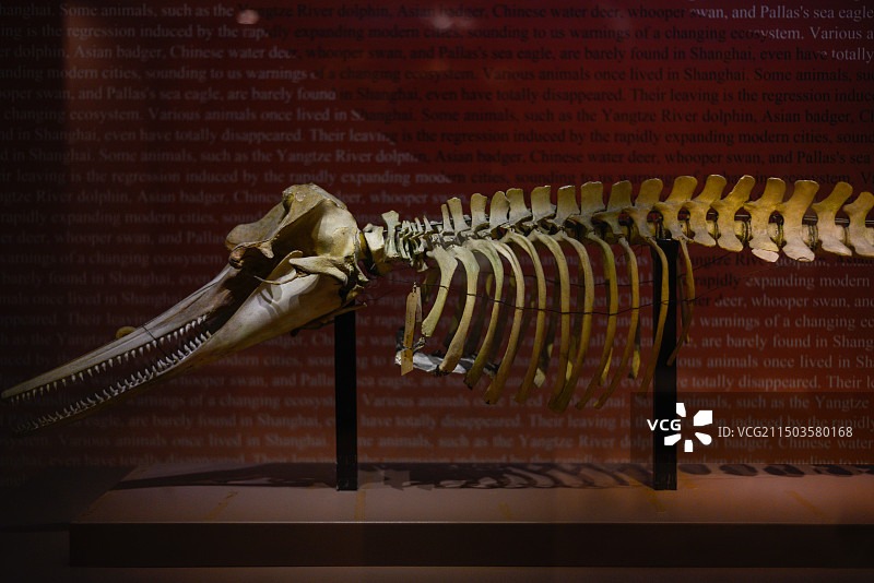 上海自然博物馆图片素材
