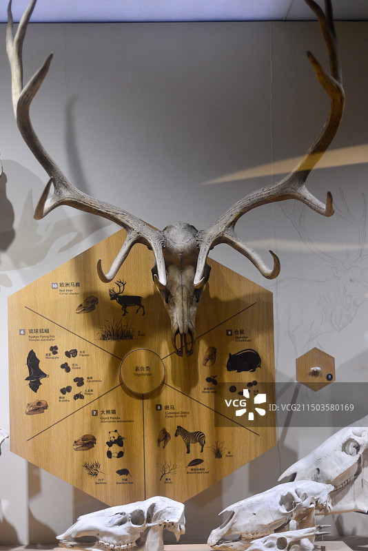 上海自然博物馆图片素材