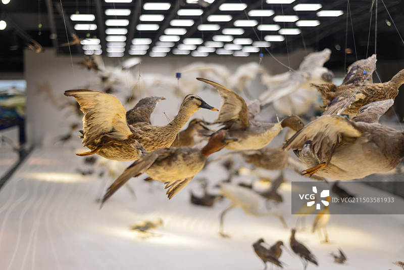 上海自然博物馆图片素材