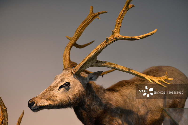 上海自然博物馆图片素材