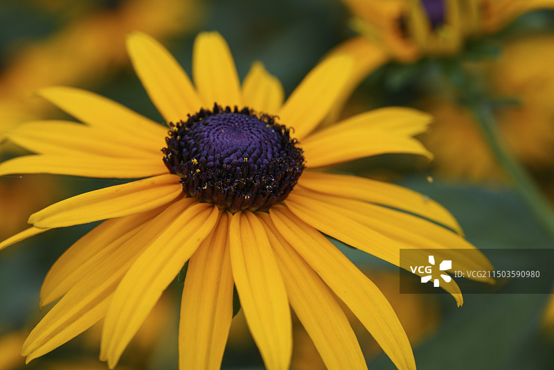 黑心金光菊图片素材