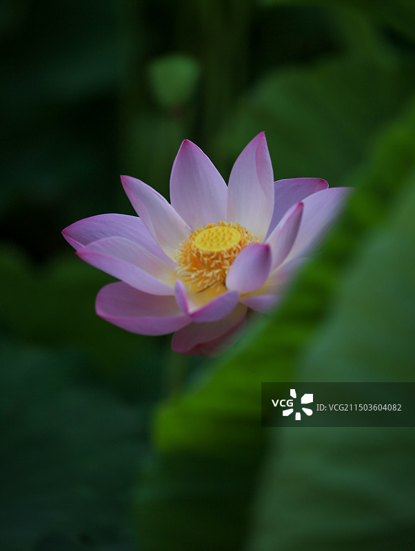 大明湖荷花盛开图片素材