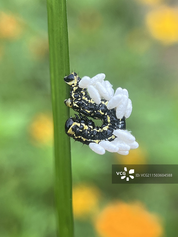 寄生小茧蜂图片素材