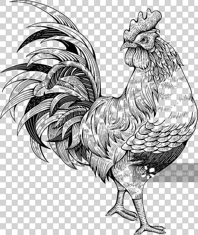 版画鸡图片素材