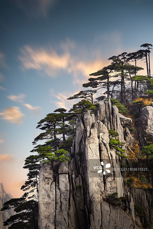 黄山松安徽黄山图片素材