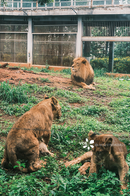 昆明动物园的动物图片素材