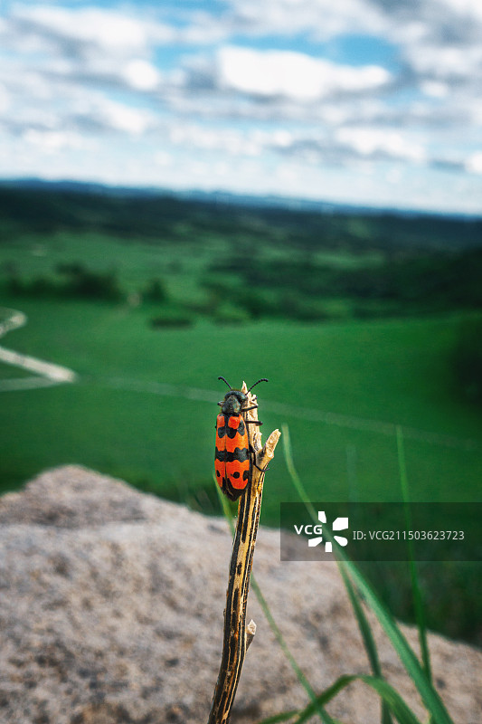 红色斑点虫图片素材