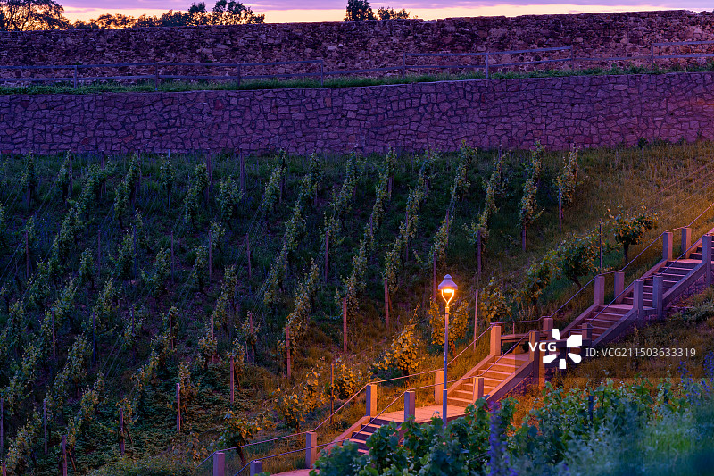 欧洲夕阳下梯田上的葡萄园和阶梯图片素材