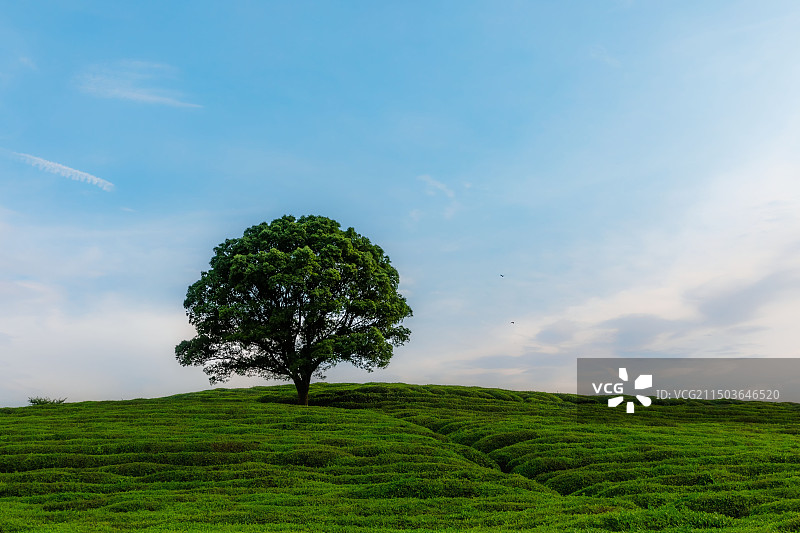 浙江嵊州茶园中的一棵孤独的树。图片素材