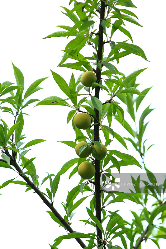 树上成熟的新鲜李子果实图片素材